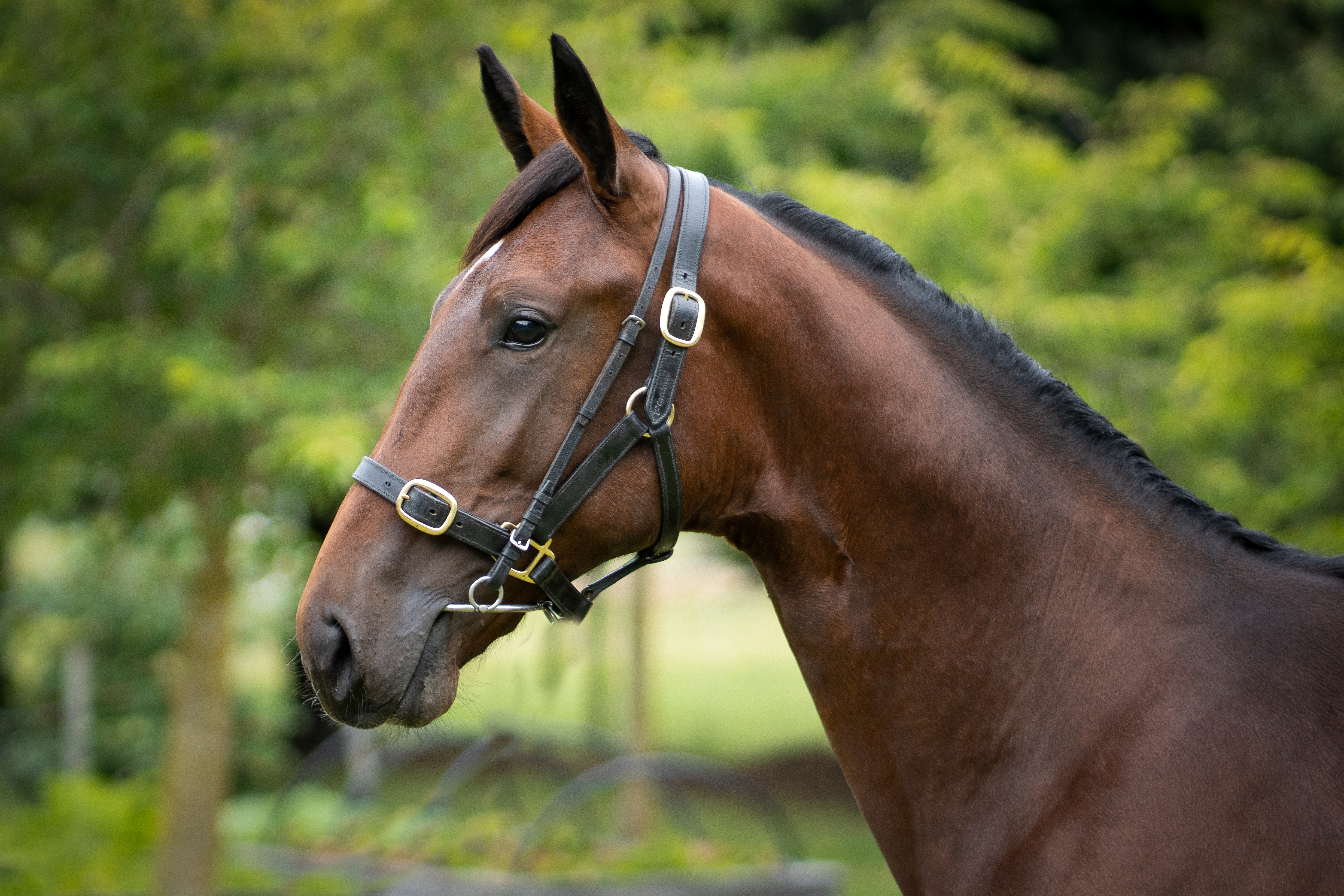 B D Castleton | National Standardbred Yearling Sale, Christchurch | NZB ...
