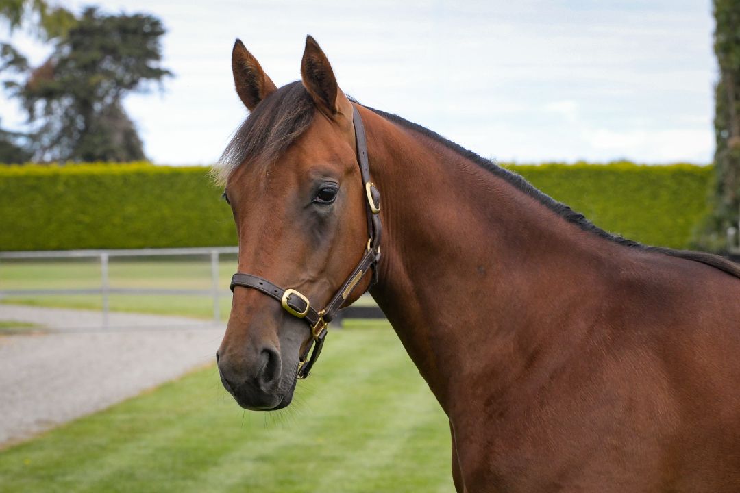 Amy's King | National Yearling Sale - Christchurch | NZB Standardbred ...