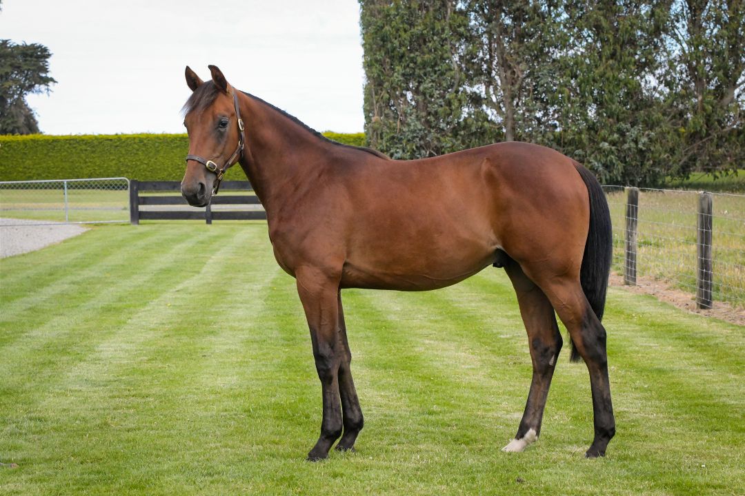 Amy's King | National Yearling Sale - Christchurch | NZB Standardbred ...